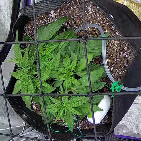Shark Sherbet fast #4 5x5 SCROG growlog timeline photo