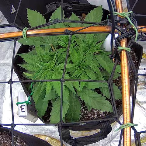 Shark Sherbet fast #5 5x5 SCROG growlog timeline photo