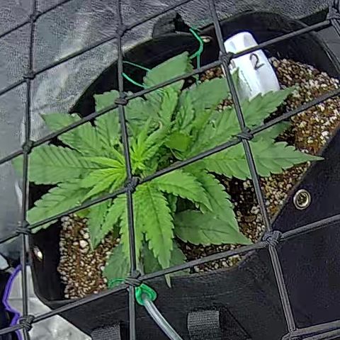 Bacio Gelato fast #2 5x5 SCROG growlog timeline photo