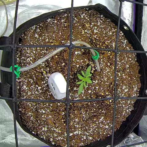 Bacio Gelato fast #3 5x5 SCROG growlog timeline photo