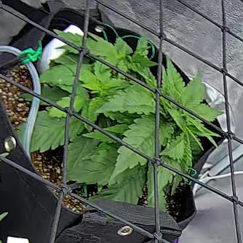 Shark Sherbet fast #4 5x5 SCROG growlog timeline photo