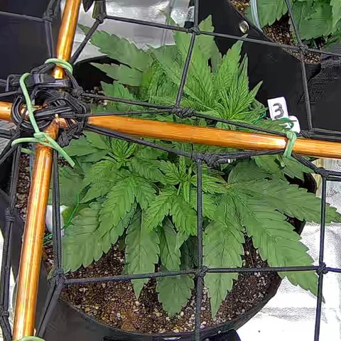 Shark Sherbet fast #5 5x5 SCROG growlog timeline photo