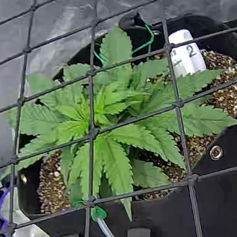 Bacio Gelato fast #2 5x5 SCROG growlog timeline photo