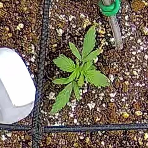 Bacio Gelato fast #3 5x5 SCROG growlog timeline photo