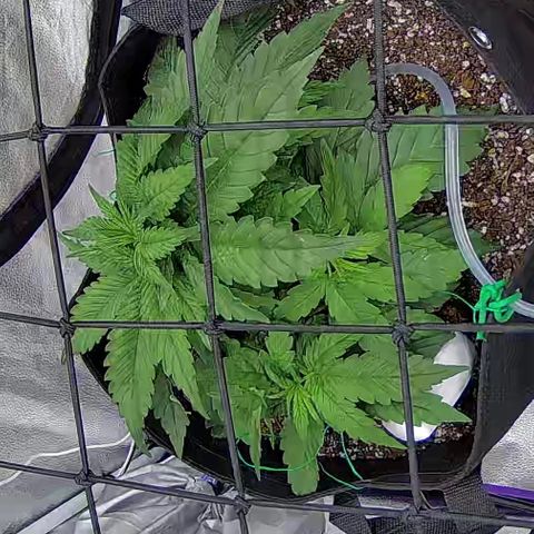 Shark Sherbet fast #4 5x5 SCROG growlog timeline photo