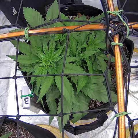 Shark Sherbet fast #5 5x5 SCROG growlog timeline photo