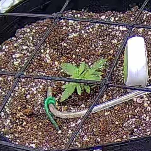Bacio Gelato fast #3 5x5 SCROG growlog timeline photo