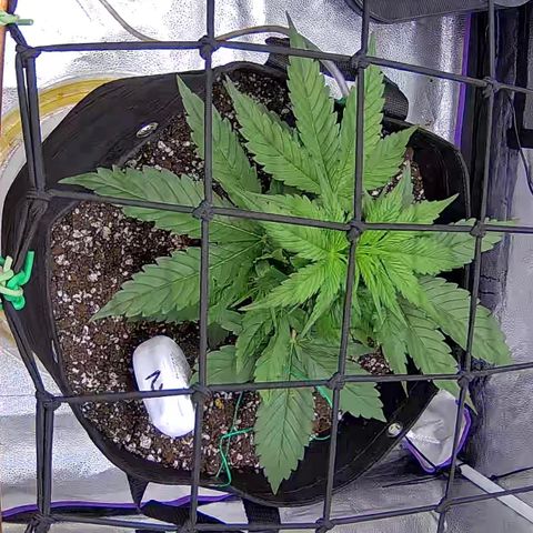 Bacio Gelato fast #2 5x5 SCROG growlog timeline photo