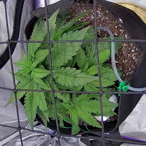 Shark Sherbet fast #4 5x5 SCROG growlog timeline photo