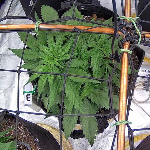 Shark Sherbet fast #5 5x5 SCROG growlog timeline photo