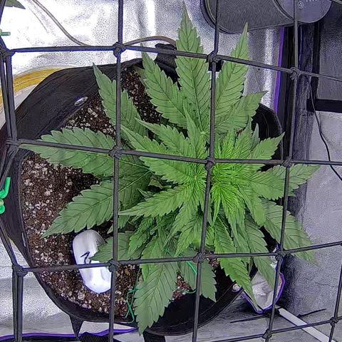 Bacio Gelato fast #2 5x5 SCROG growlog timeline photo