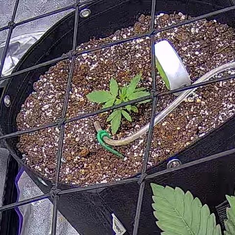 Bacio Gelato fast #3 5x5 SCROG growlog timeline photo