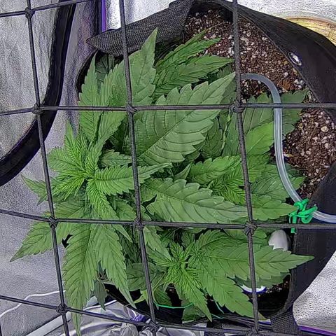 Shark Sherbet fast #4 5x5 SCROG growlog timeline photo