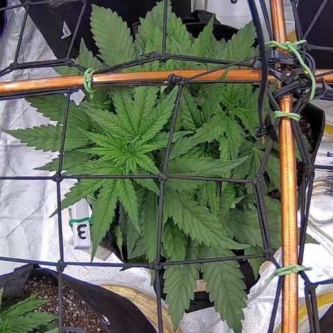 Shark Sherbet fast #5 5x5 SCROG growlog timeline photo