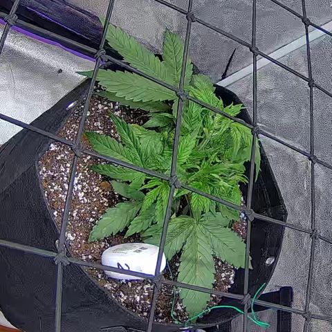 Bacio Gelato fast #2 5x5 SCROG growlog timeline photo