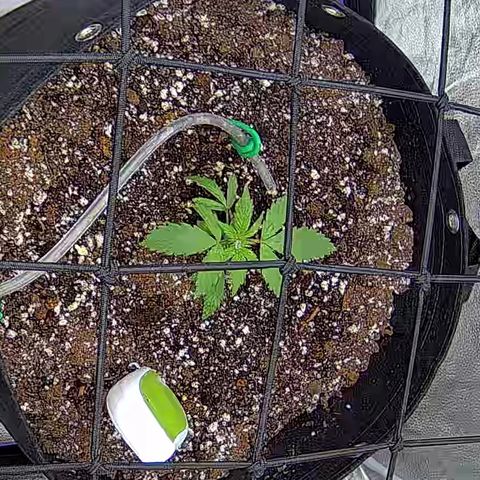Bacio Gelato fast #3 5x5 SCROG growlog timeline photo
