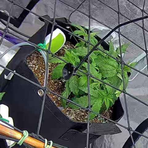 Shark Sherbet fast #4 5x5 SCROG growlog timeline photo