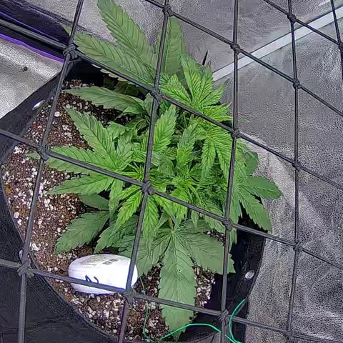Bacio Gelato fast #2 5x5 SCROG growlog timeline photo