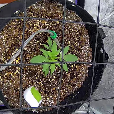 Bacio Gelato fast #3 5x5 SCROG growlog timeline photo