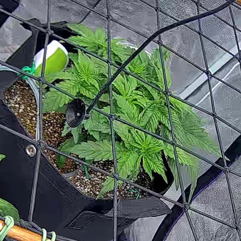 Shark Sherbet fast #4 5x5 SCROG growlog timeline photo