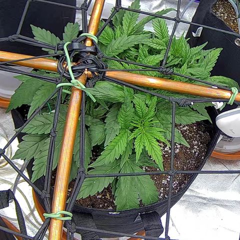 Shark Sherbet fast #5 5x5 SCROG growlog timeline photo
