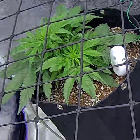 Bacio Gelato fast #2 5x5 SCROG growlog timeline photo