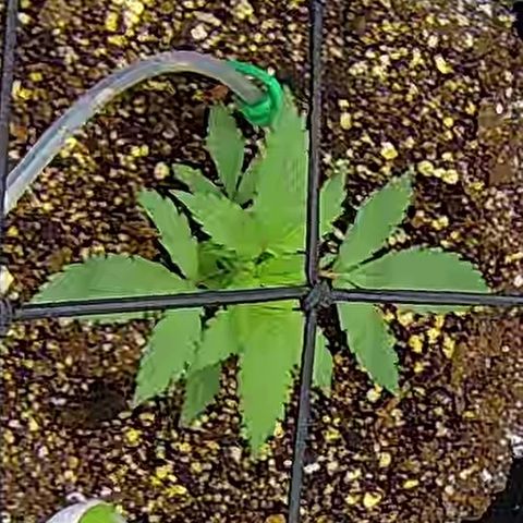 Bacio Gelato fast #3 5x5 SCROG growlog timeline photo