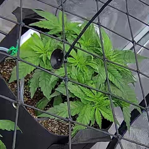 Shark Sherbet fast #4 5x5 SCROG growlog timeline photo