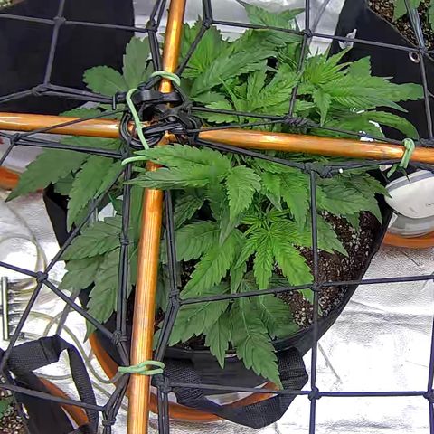 Shark Sherbet fast #5 5x5 SCROG growlog timeline photo