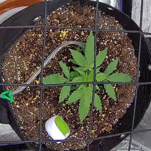 Bacio Gelato fast #3 5x5 SCROG growlog timeline photo