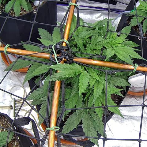 Shark Sherbet fast #5 5x5 SCROG growlog timeline photo