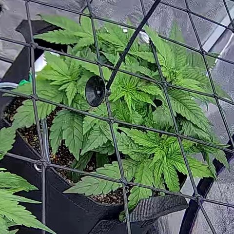 Shark Sherbet fast #4 5x5 SCROG growlog timeline photo