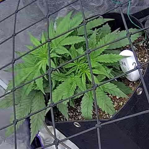 Bacio Gelato fast #2 5x5 SCROG growlog timeline photo