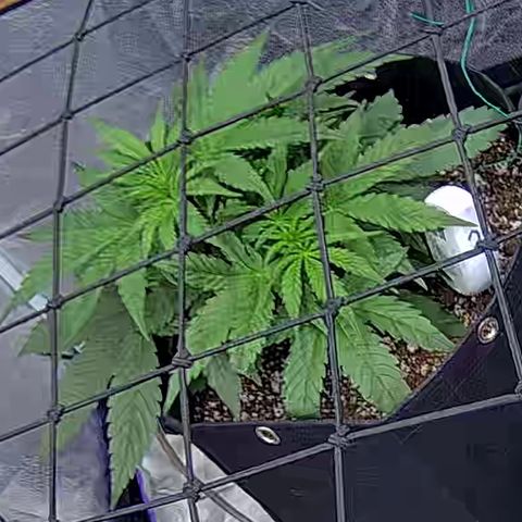 Bacio Gelato fast #2 5x5 SCROG growlog timeline photo