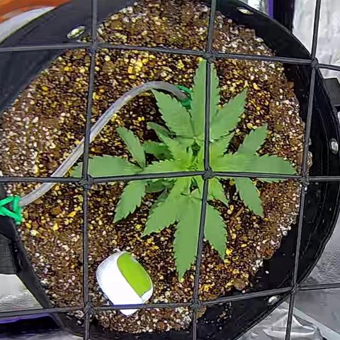 Bacio Gelato fast #3 5x5 SCROG growlog timeline photo