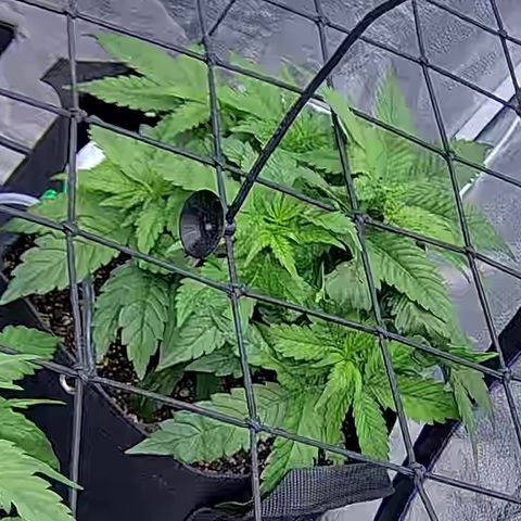 Shark Sherbet fast #4 5x5 SCROG growlog timeline photo