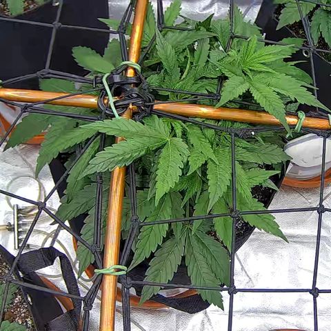Shark Sherbet fast #5 5x5 SCROG growlog timeline photo