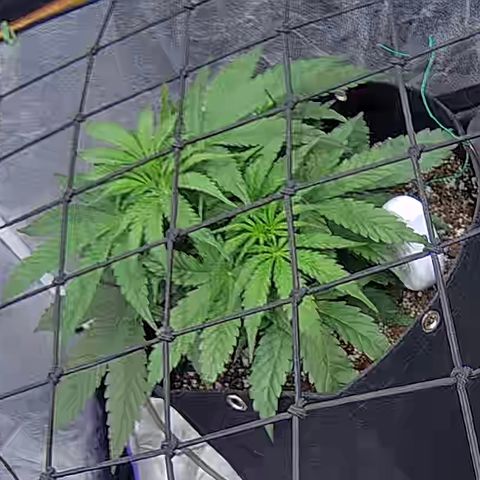 Bacio Gelato fast #2 5x5 SCROG growlog timeline photo