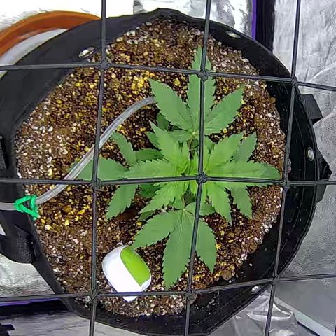 Bacio Gelato fast #3 5x5 SCROG growlog timeline photo
