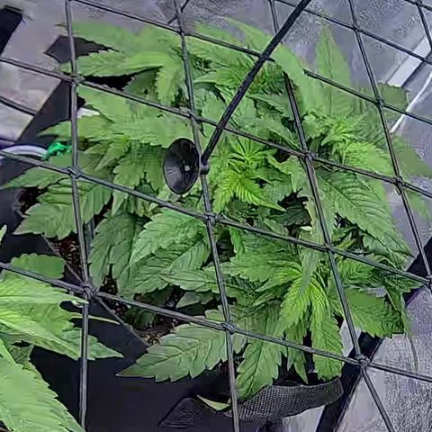 Shark Sherbet fast #4 5x5 SCROG growlog timeline photo
