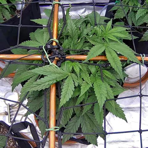 Shark Sherbet fast #5 5x5 SCROG growlog timeline photo