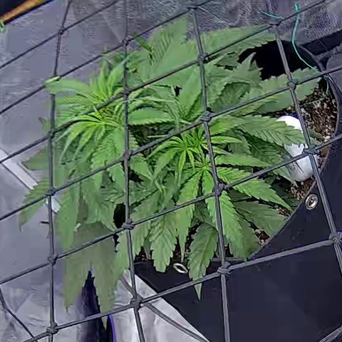 Bacio Gelato fast #2 5x5 SCROG growlog timeline photo