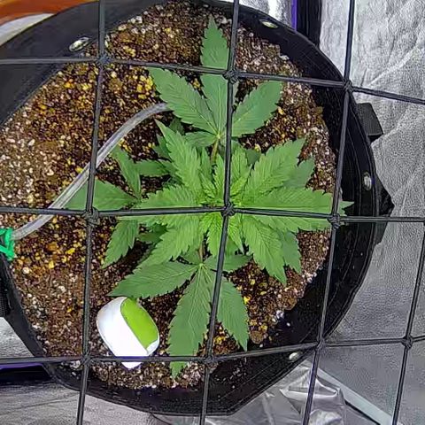 Bacio Gelato fast #3 5x5 SCROG growlog timeline photo