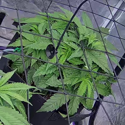 Shark Sherbet fast #4 5x5 SCROG growlog timeline photo