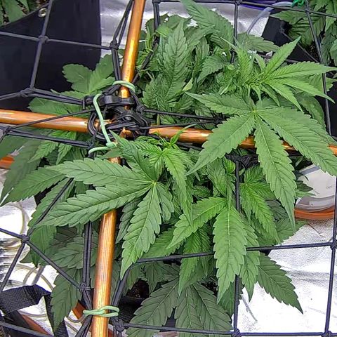 Shark Sherbet fast #5 5x5 SCROG growlog timeline photo