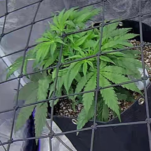 Bacio Gelato fast #2 5x5 SCROG growlog timeline photo