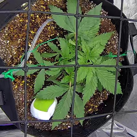 Bacio Gelato fast #3 5x5 SCROG growlog timeline photo