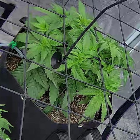 Shark Sherbet fast #4 5x5 SCROG growlog timeline photo