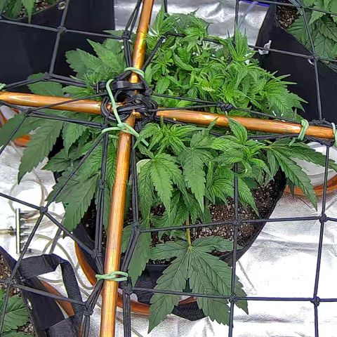 Shark Sherbet fast #5 5x5 SCROG growlog timeline photo