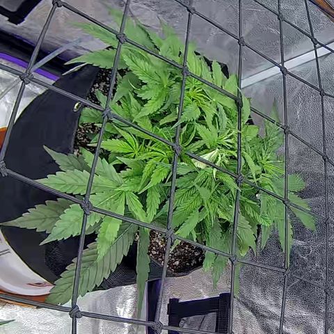 Bacio Gelato fast #2 5x5 SCROG growlog timeline photo